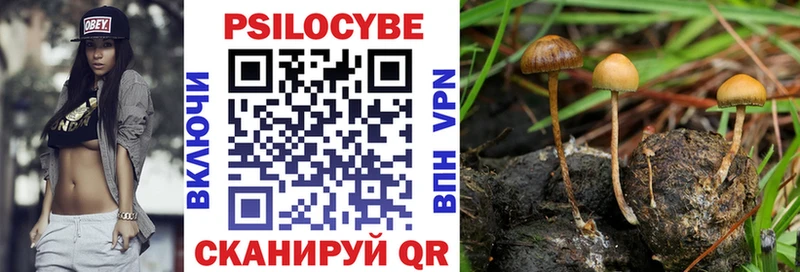 Купить  Сураж  Галлюциногенные грибы Psilocybe 